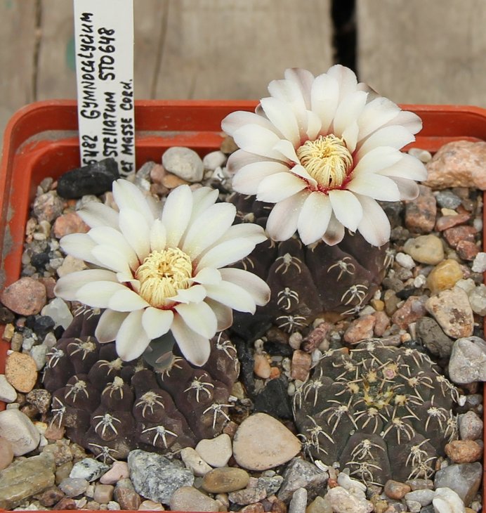 Gymnocalycium stellatum STO648