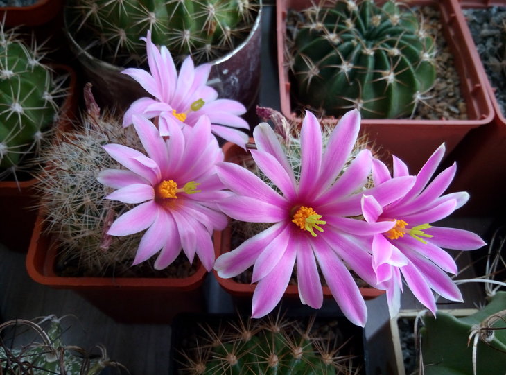 Mammillaria Boolii.