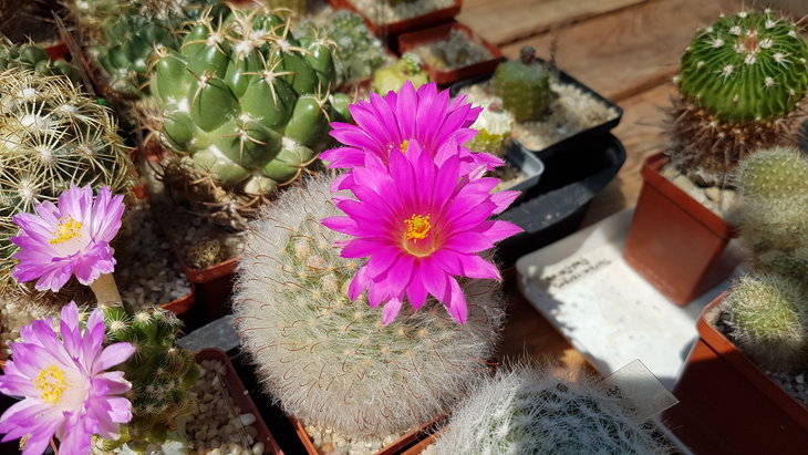 Mammillaria guelzowiana