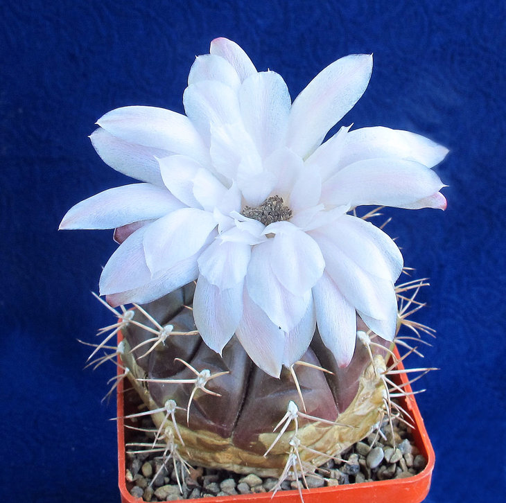 Gymnocalycium damsii