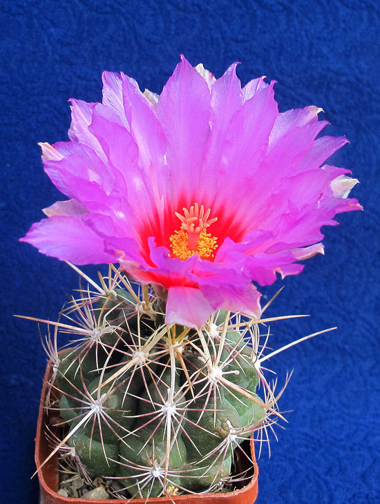 Thelocactus wagnerianum