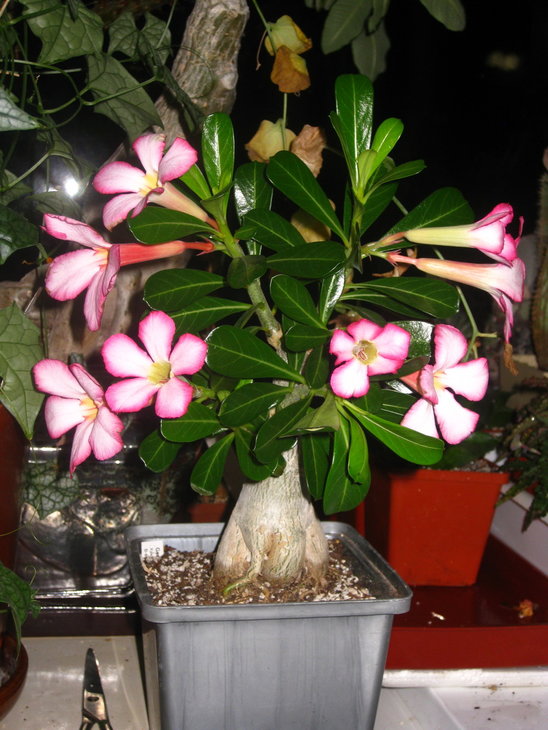 Adenium multiflorum