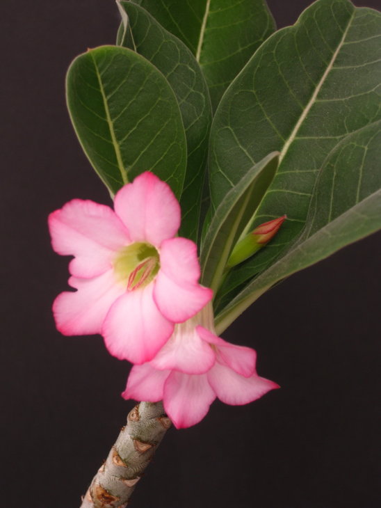 Adenium arabicum Yemen сіянець, перше цвітіння
