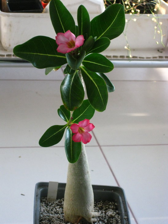 Adenium arabicum Yemen сіянець, перше цвітіння