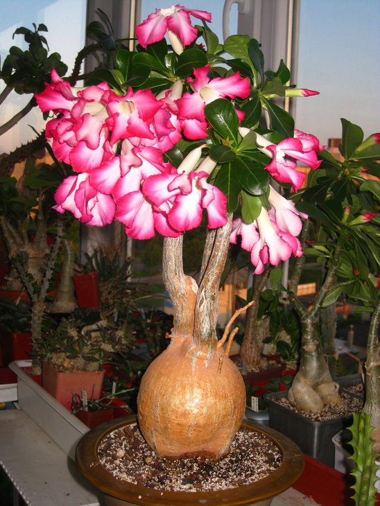 Adenium obesum (хоча на бірці Шпексів вказано swazicum)