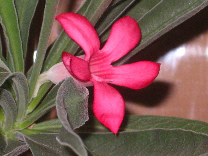 Adenium oleifolium