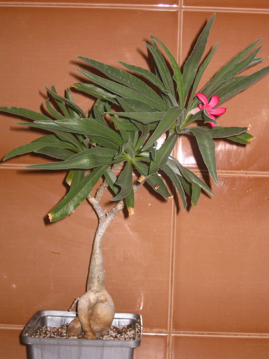 Adenium oleifolium перше цвітіння