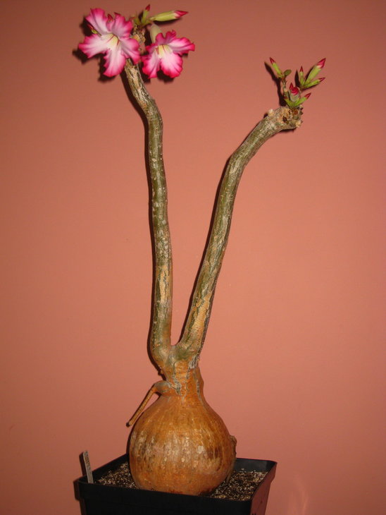 Adenium somalense по бірці Шпексів. Я його вважаю обезумом із Сомалі