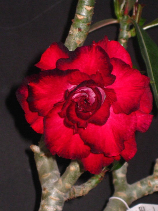&quot;Blak Rose&quot; весняне цвітіння