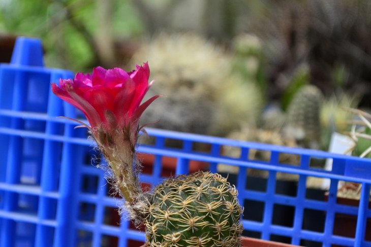 Lobivia tiegeliana var. pusilla