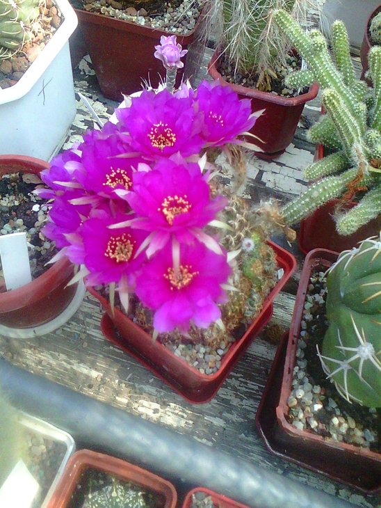 Photo0012.jpg