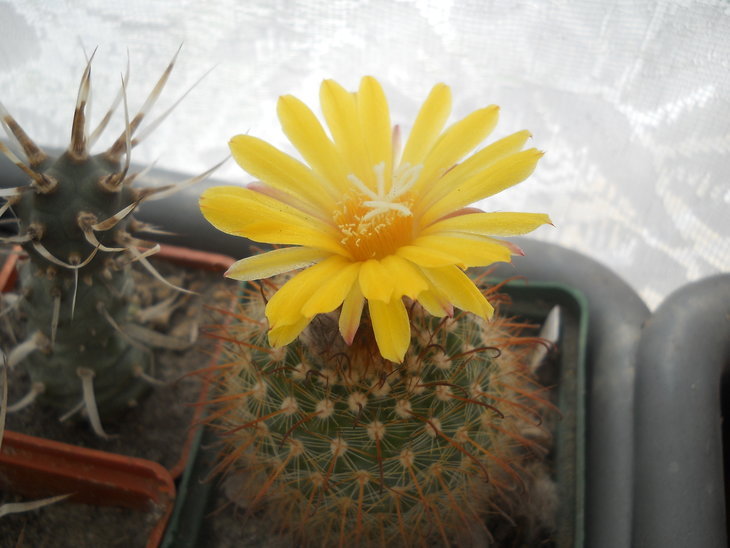 P.aurespina