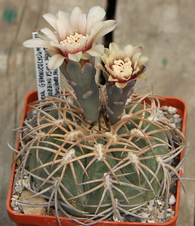 Gymnocalycium spegazzinii VS103