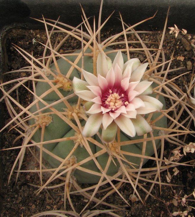 cardenasianum
