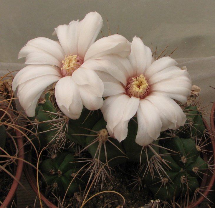 paediophilum