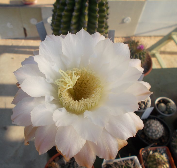 Echinopsis sp Sierra Villicum (leucantha) 1.JPG