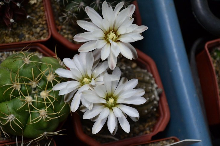 Gymnocalycium ragonesii