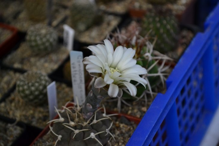 Gymnocalycium vatteri