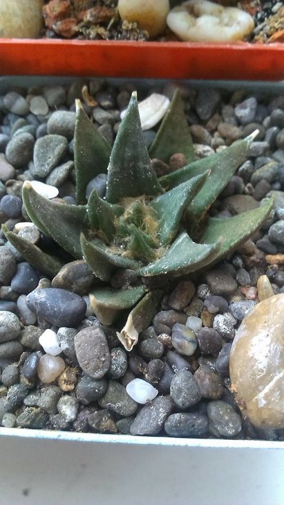 6)Ariocarpus trigonus??