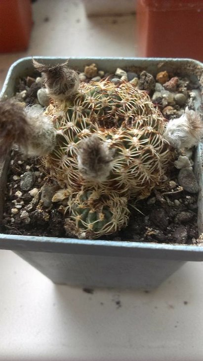 7)Lobivia tiegeliana v. pusila?