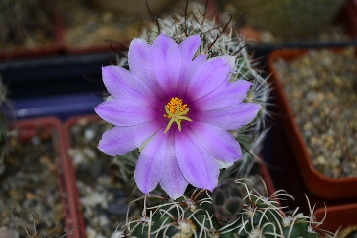 Mammillaria boolii