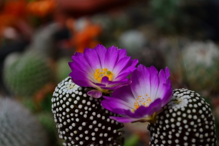 Mammillaria luethy