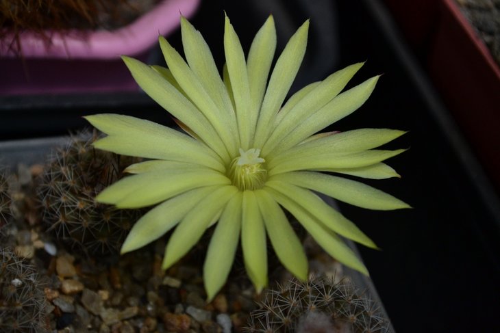 Parodia cardenasii