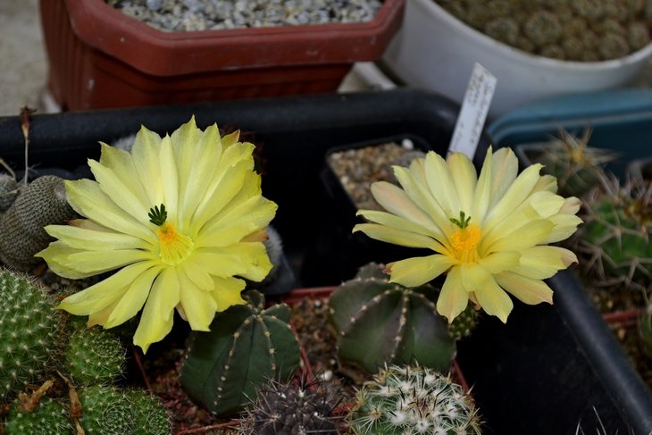 Echinocereus subinermis