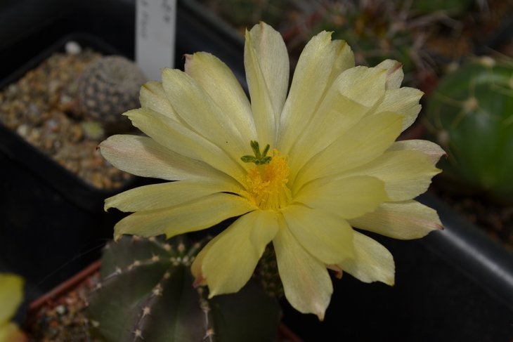 Echinocereus subinermis