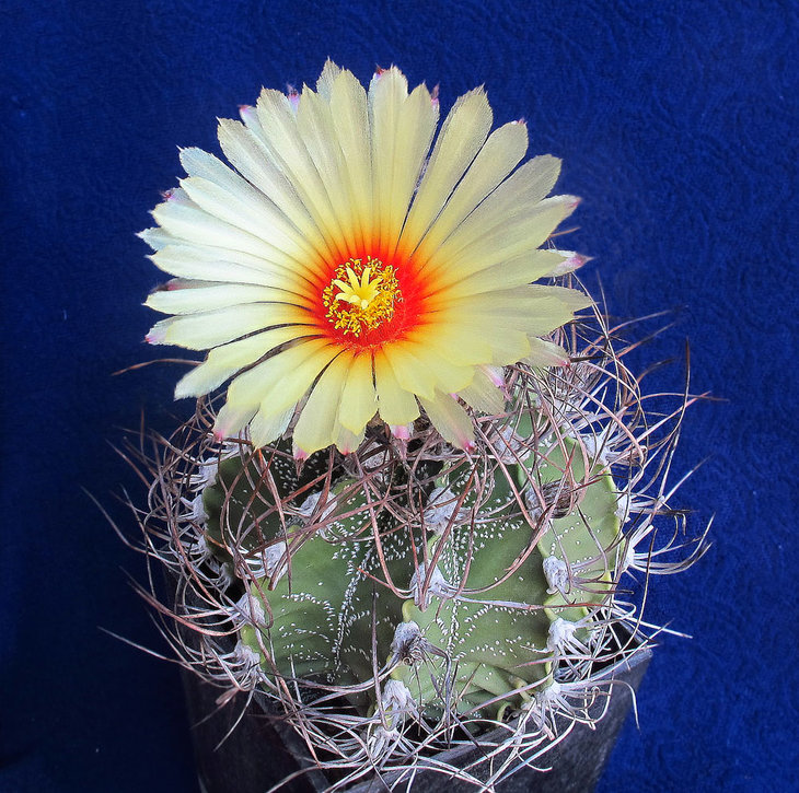 Astrophytum  capricorne