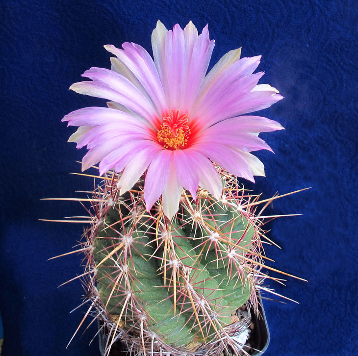 Thelocactus bicolor