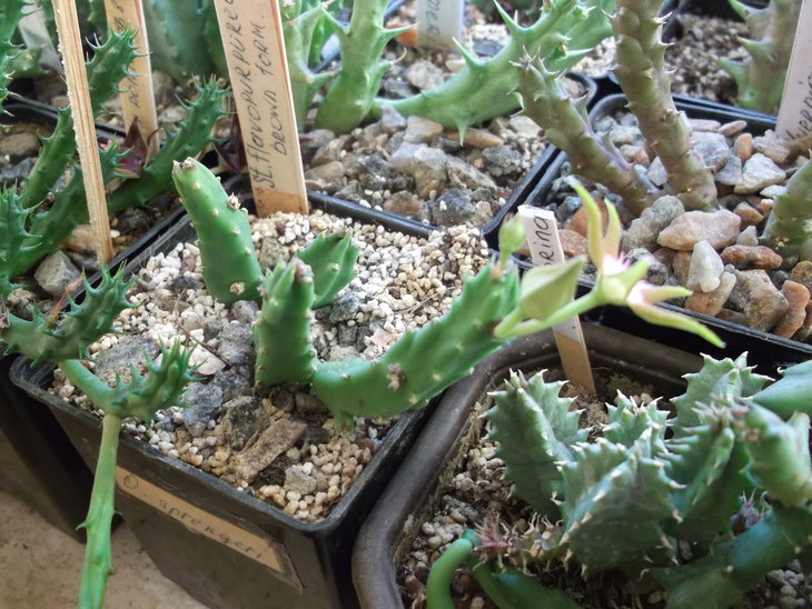 DSCF4803.JPG