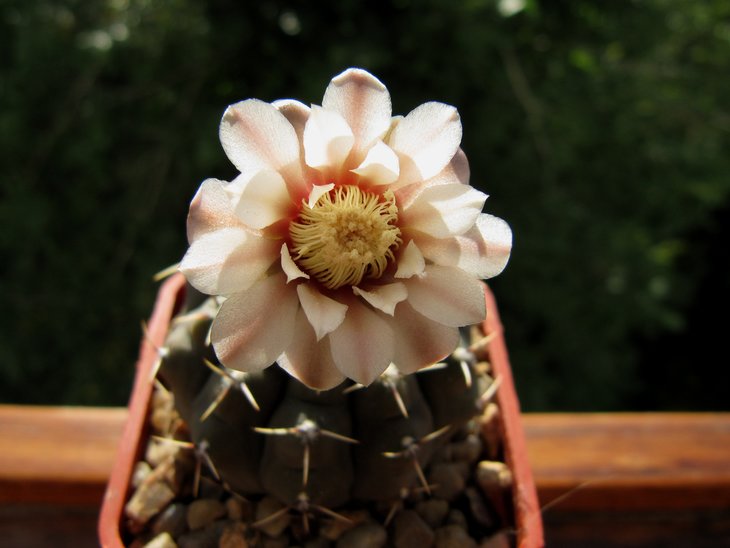 Gymnocalycium obductum LB1046