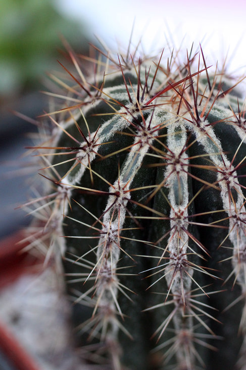 Echinopsis cv. Haku-Yo