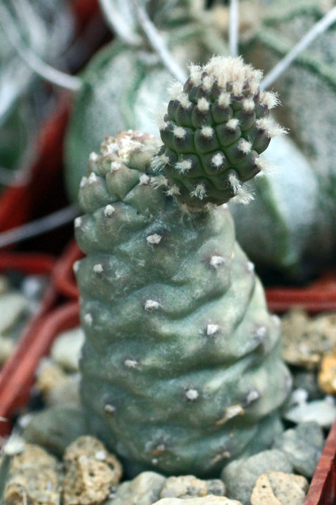 Tephrocactus articulatus f. inermis