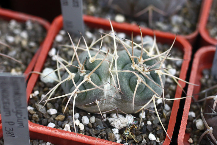 Двухголовый Gymnocalycium cardenasianum