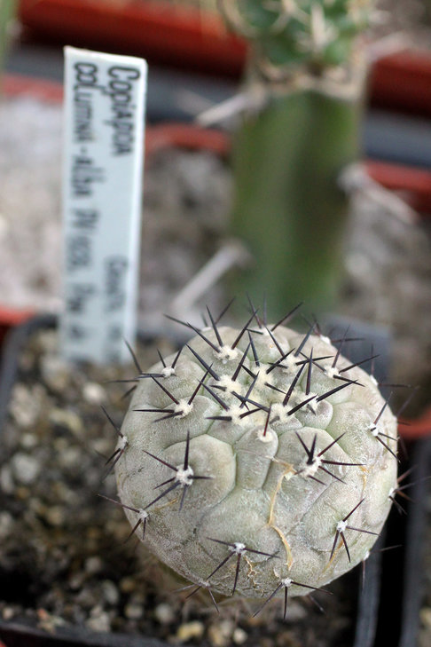 Copiapoa columna-alba PV1928