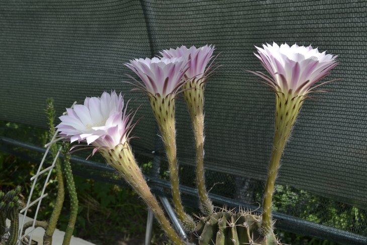 Echinopsis oxygona.