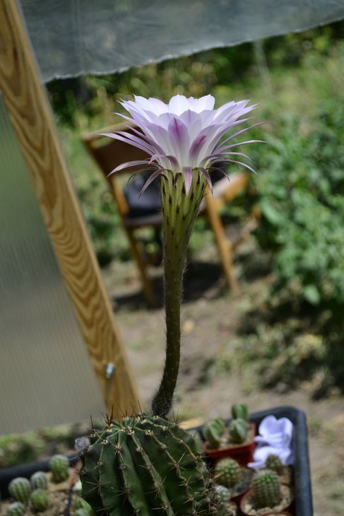 Echinopsis oxygona.