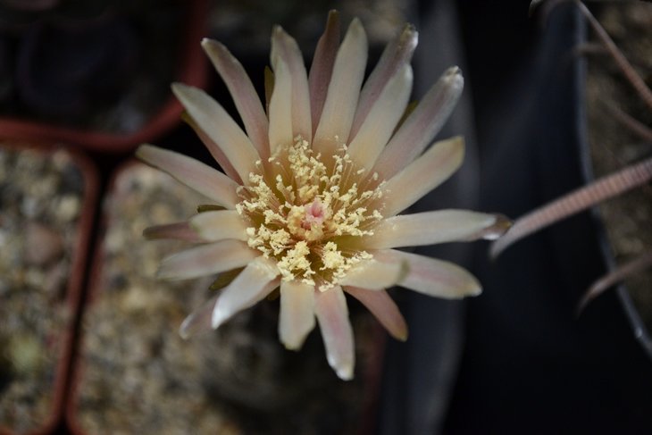 Neochilenia occulta.