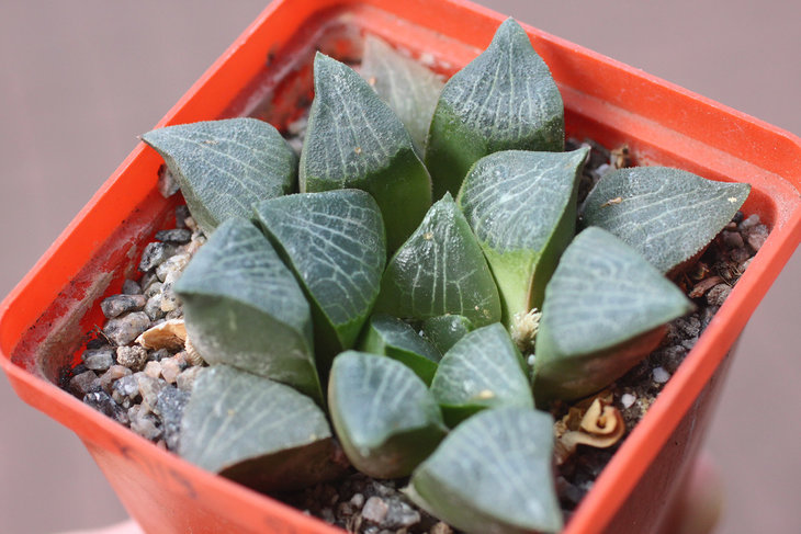 Haworthia bayeri