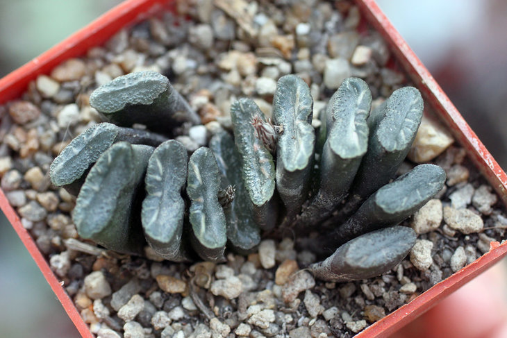 Символ бесконечности - Haworthia truncata