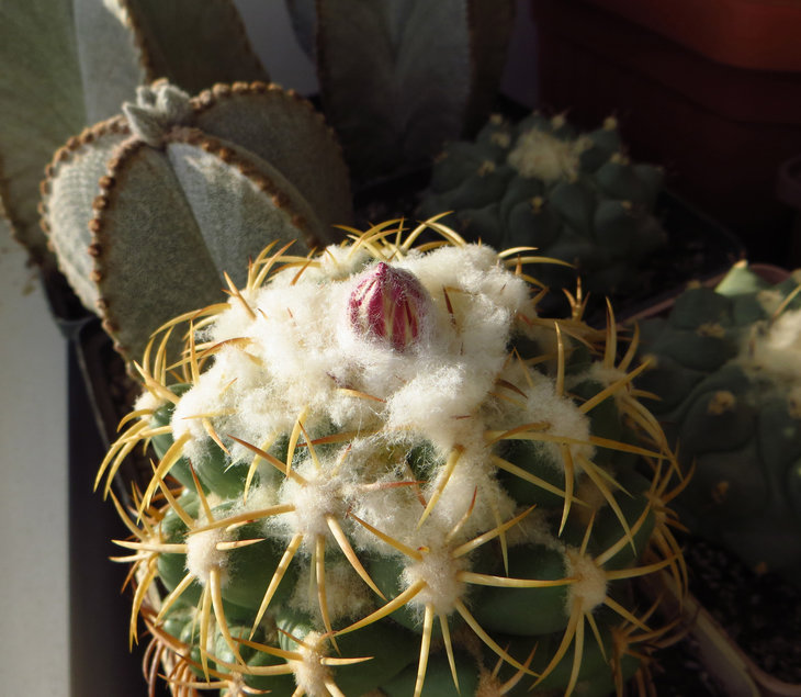 Coryphantha elephantidens