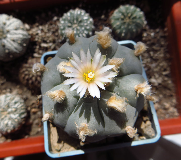 Lophophora williamsii