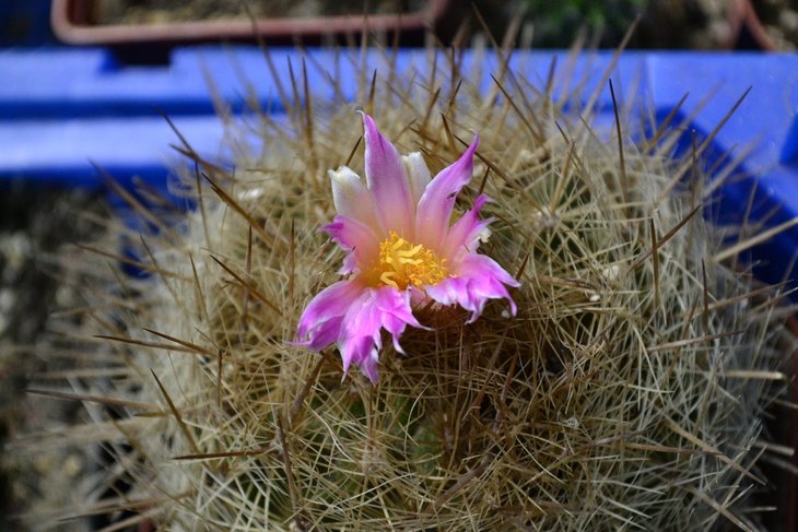 Echinomastus macdowelii.