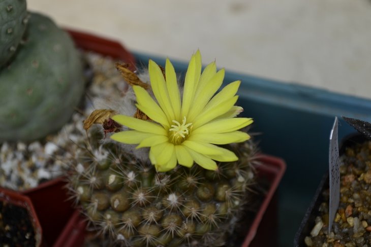 Parodia cardenasii.