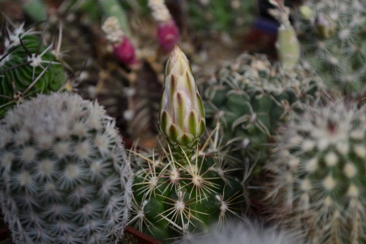Thelocactus bicolor var. schwarzii.