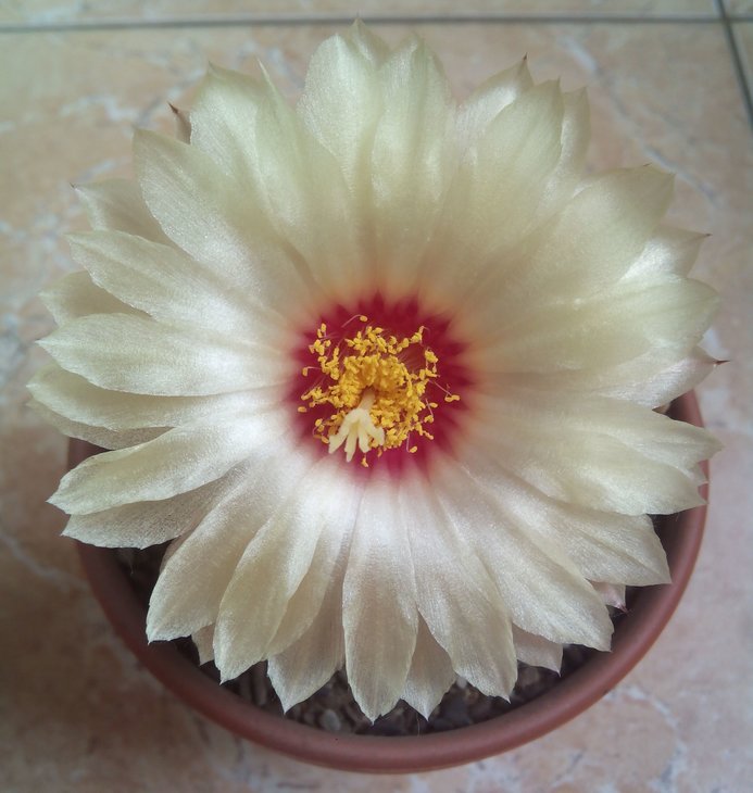 Astrophytum Sen x As