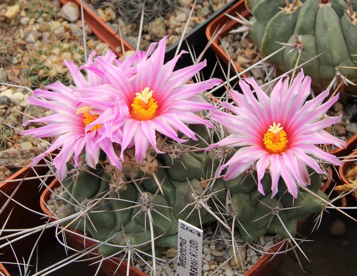 Thelocactus freudenbergeri RS350