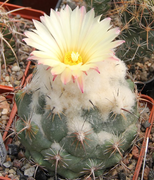 Coryphantha calipensis SB1390.